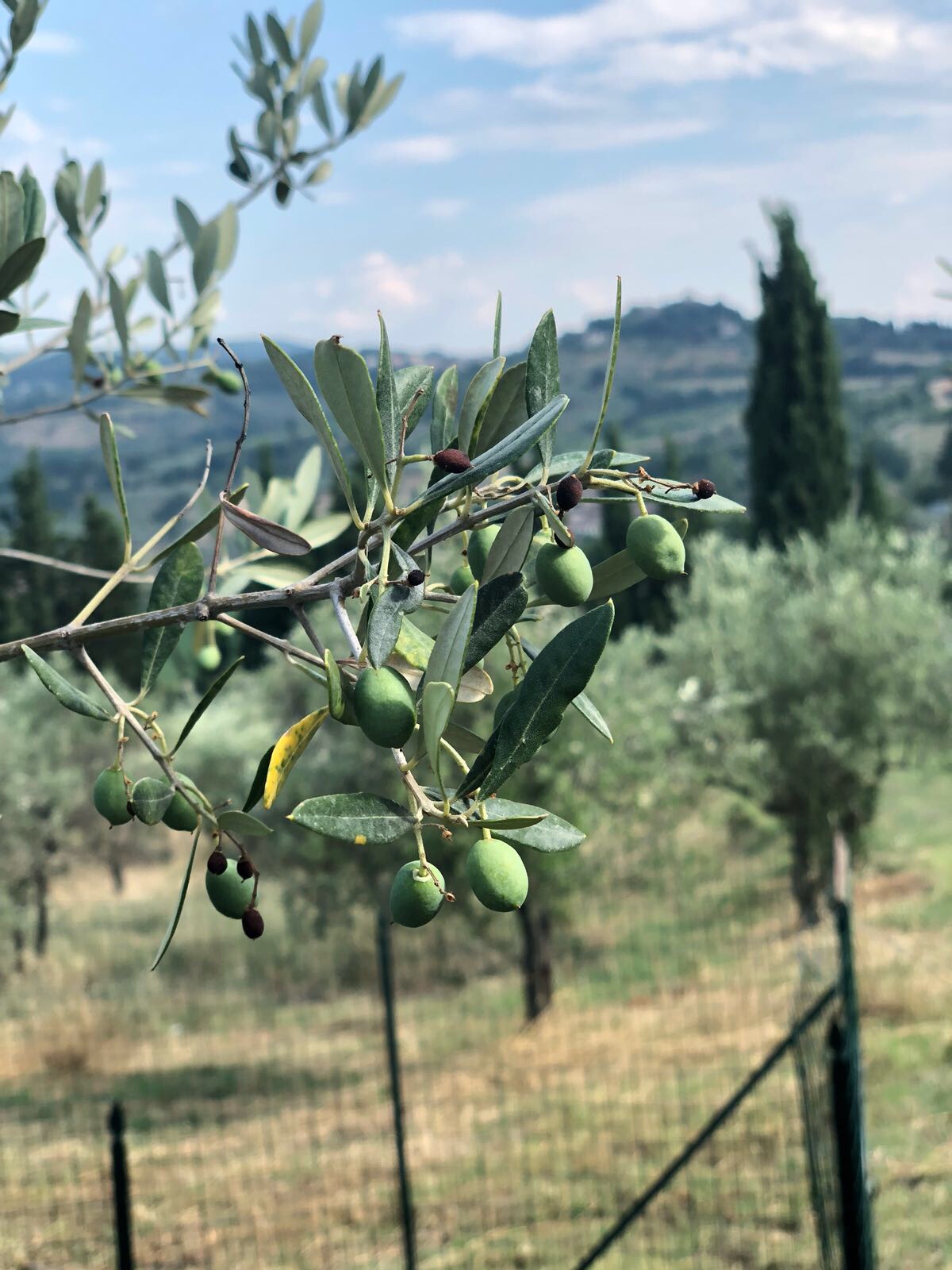 Rustic Toscana olives Montegemoli