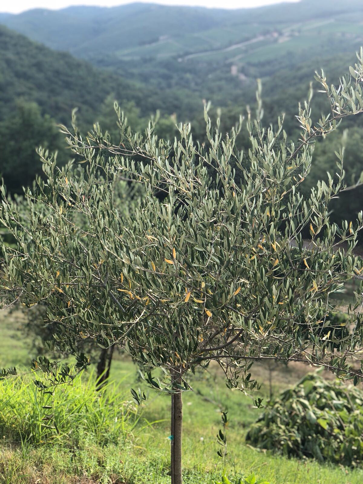 Rustic Toscana olive trees Montegemoli