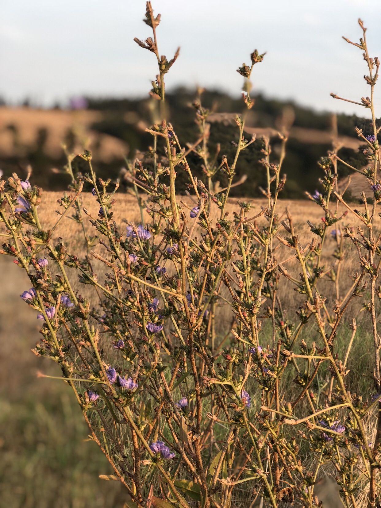 Rustic Toscana countryside