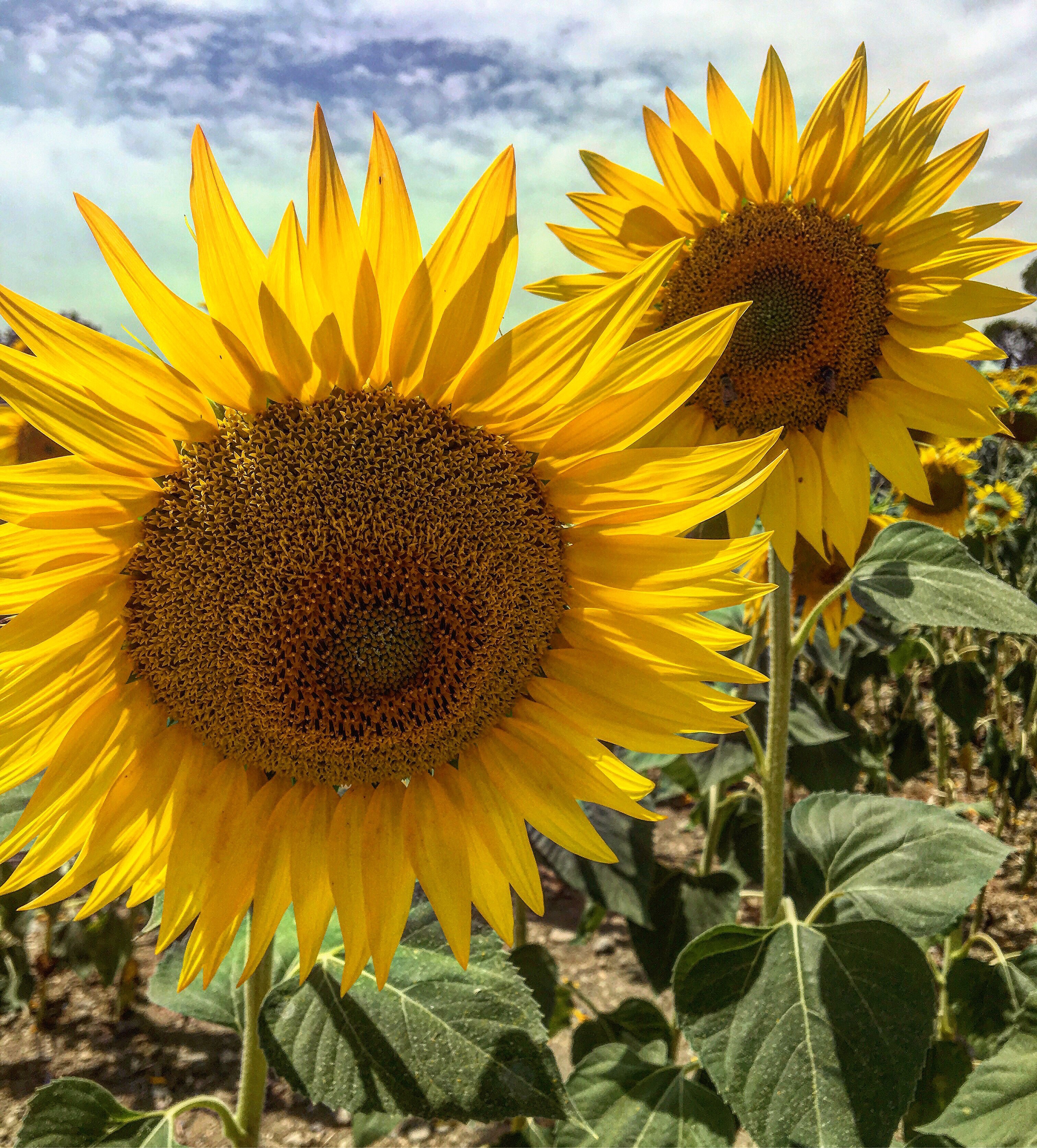 Rustic Toscana sunflowers